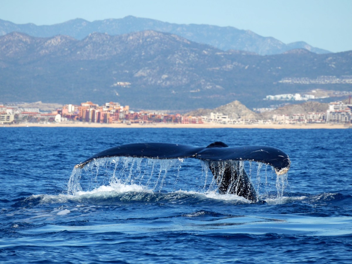 Cabo Humpbacks