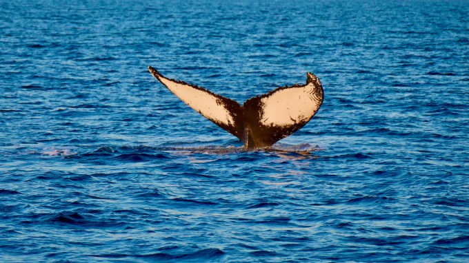 Whale tail off Sea of Cortez